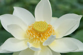 Karuna Reiki Master Class
