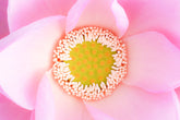Karuna Reiki 1 & 2